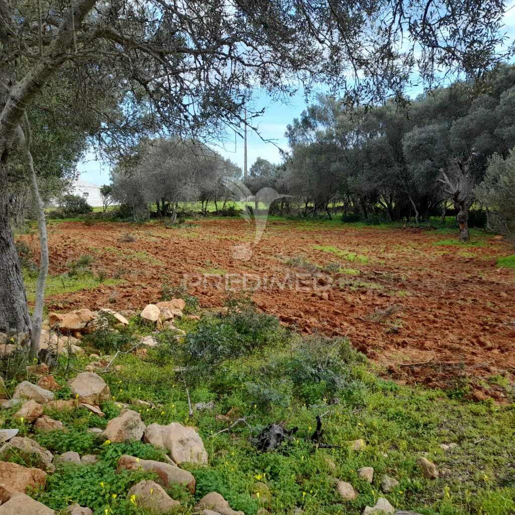 Terreno rustico  perto de olhão