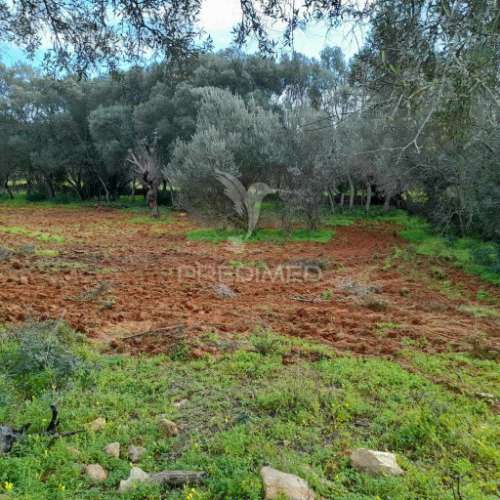 Terreno rustico  perto de olhão