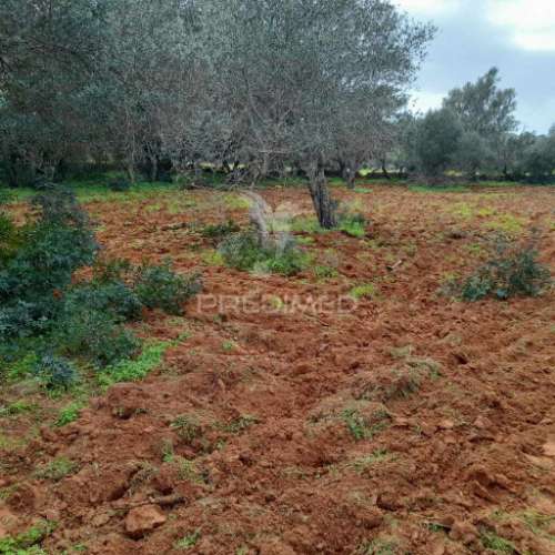 Terreno rustico  perto de olhão
