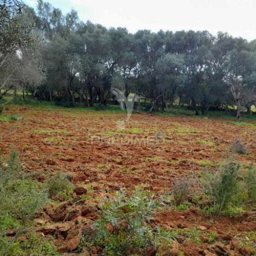 Terreno rustico  perto de olhão