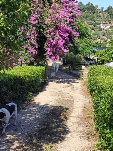 Quinta em zona nobre da cidade de portalegre
