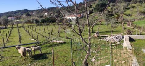 Quinta em zona nobre da cidade de portalegre