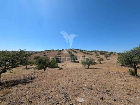 Terreno à beira do guadiana, com 25ha, com projecto de hotel