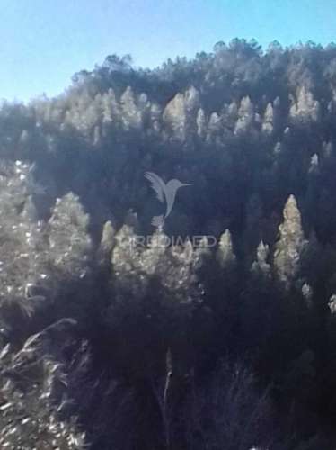 Terreno florestal em s. julião