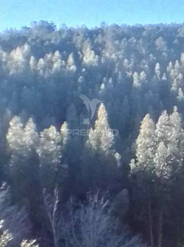 Terreno florestal em s. julião