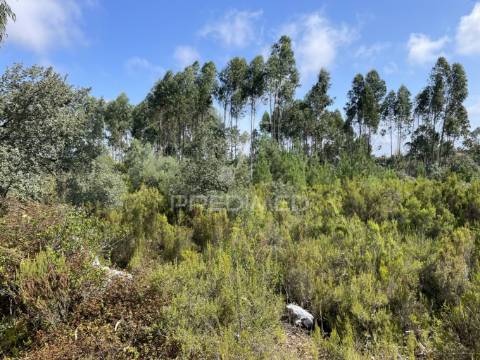 Terreno c/ 8274m2, moimento, fátima