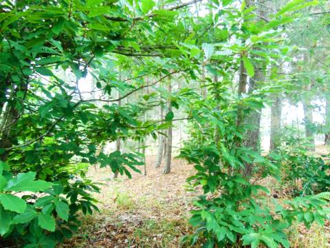 Terreno para construção em abaças - vila real