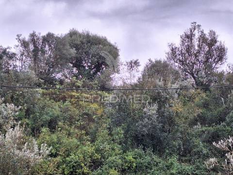Terreno rústico, bugalhos, alcanena