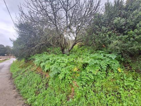 Terreno rústico, bugalhos, alcanena