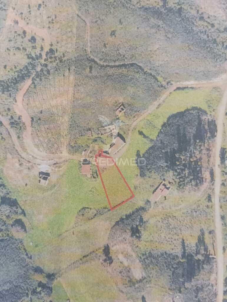 Ruina geminada no tojeiro