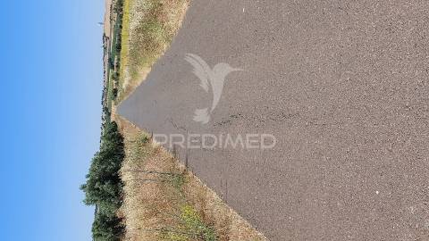 Terreno agricola com oliveiras