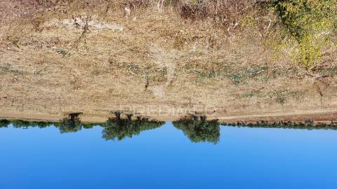 Terreno agricola com oliveiras