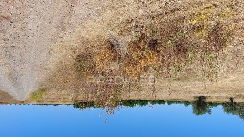 Terreno agricola com oliveiras
