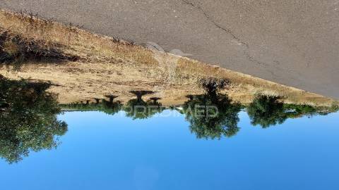 Terreno agricola com oliveiras