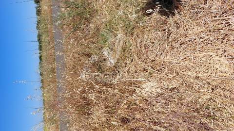 Terreno agricola com oliveiras