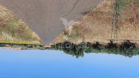 Terreno agricola com oliveiras