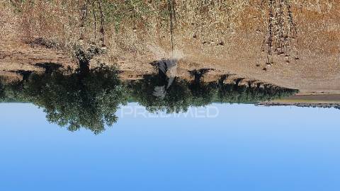 Terreno agricola com oliveiras