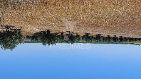 Terreno agricola com oliveiras