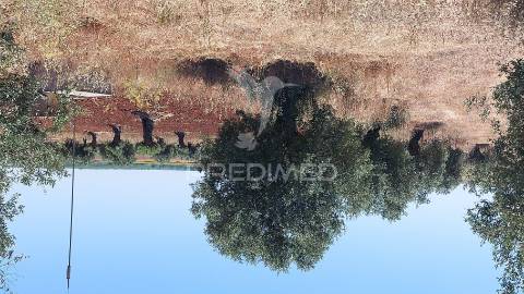 Terreno agricola com oliveiras
