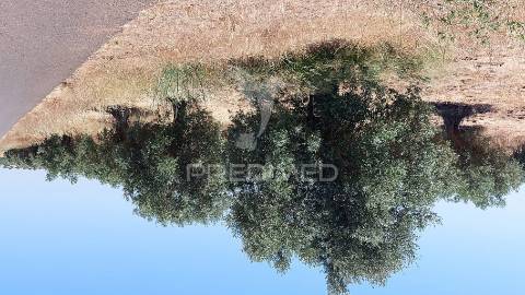 Terreno agricola com oliveiras
