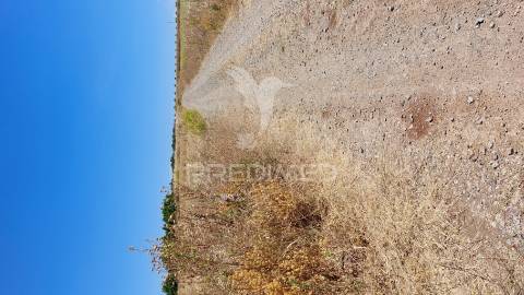 Terreno agricola com oliveiras