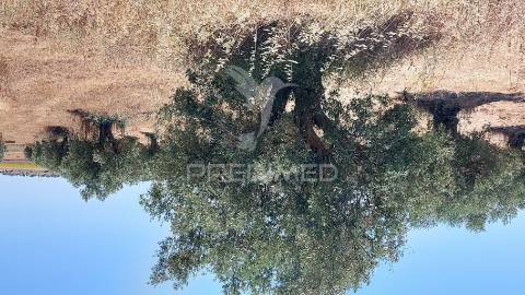 Terreno agricola com oliveiras