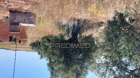 Terreno agricola com oliveiras