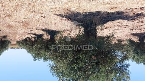 Terreno agricola com oliveiras