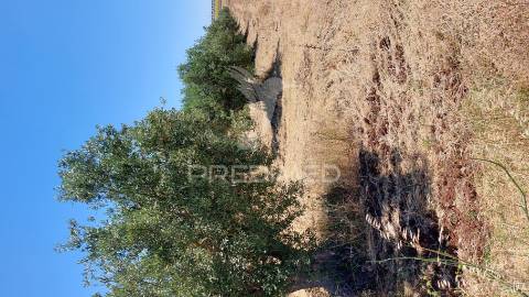Terreno agricola com oliveiras