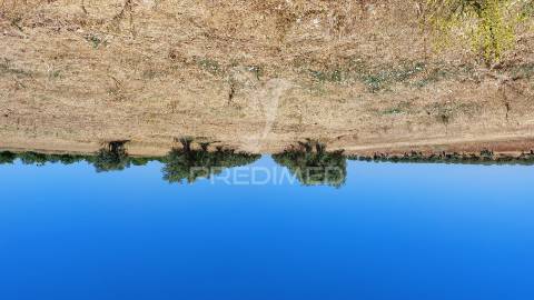Terreno agricola com oliveiras