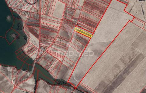 Terreno agricola com oliveiras