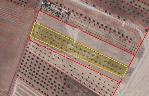 Terreno agricola com oliveiras