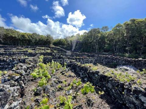 Terreno à venda em candelária, madalena do pico