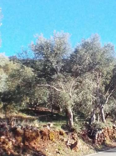 Terreno rustico em s. julião