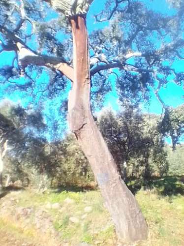 Terreno rustico em s. julião