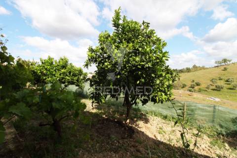 Quinta com 7,500 ha em são martinho das amoreiras