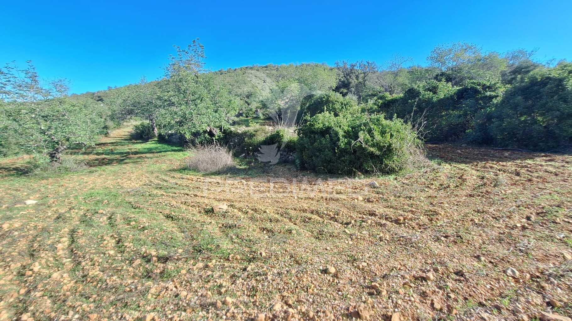 Terreno rustico em loulé com acesso directo da estrada