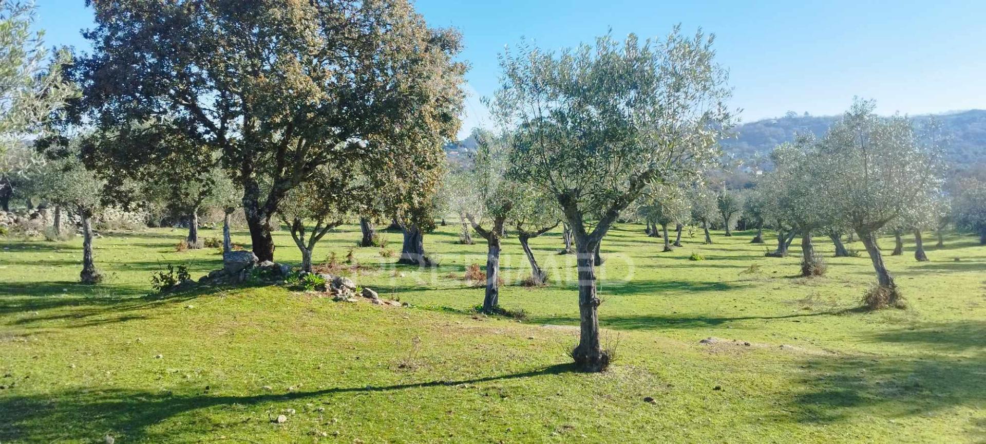 Quinta rural