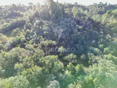Terreno rústico de 9.680 m² em arneiro das milhariças