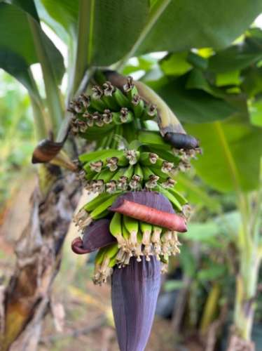Terreno e palheiro nos canhas ponta do sol