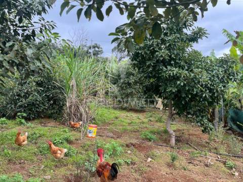 Terreno e palheiro nos canhas ponta do sol