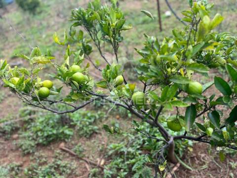 Terreno e palheiro nos canhas ponta do sol