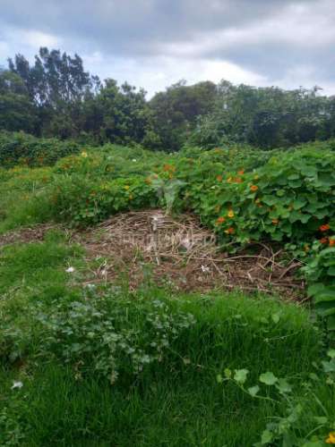 Terreno urbanizável no porto martins