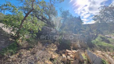 Terreno rustico em loulé com 1ha e acesso directo da estrada