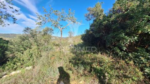 Terreno rustico em loulé com 1ha e acesso directo da estrada