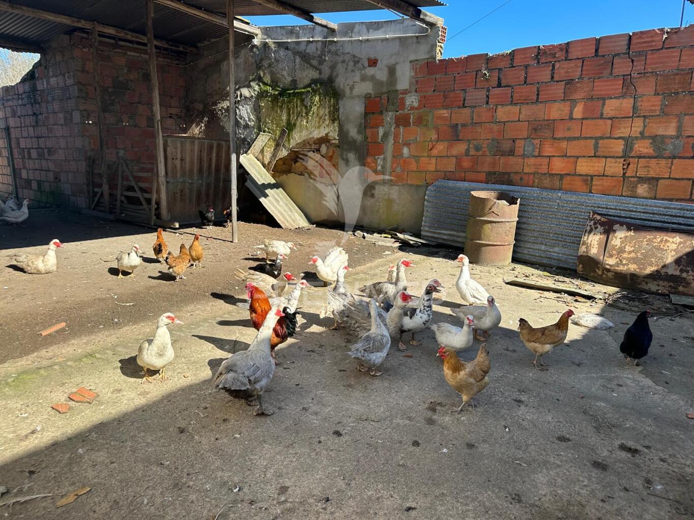 Terreno em arrouquelas, rio maior