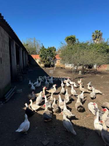 Terreno em arrouquelas, rio maior