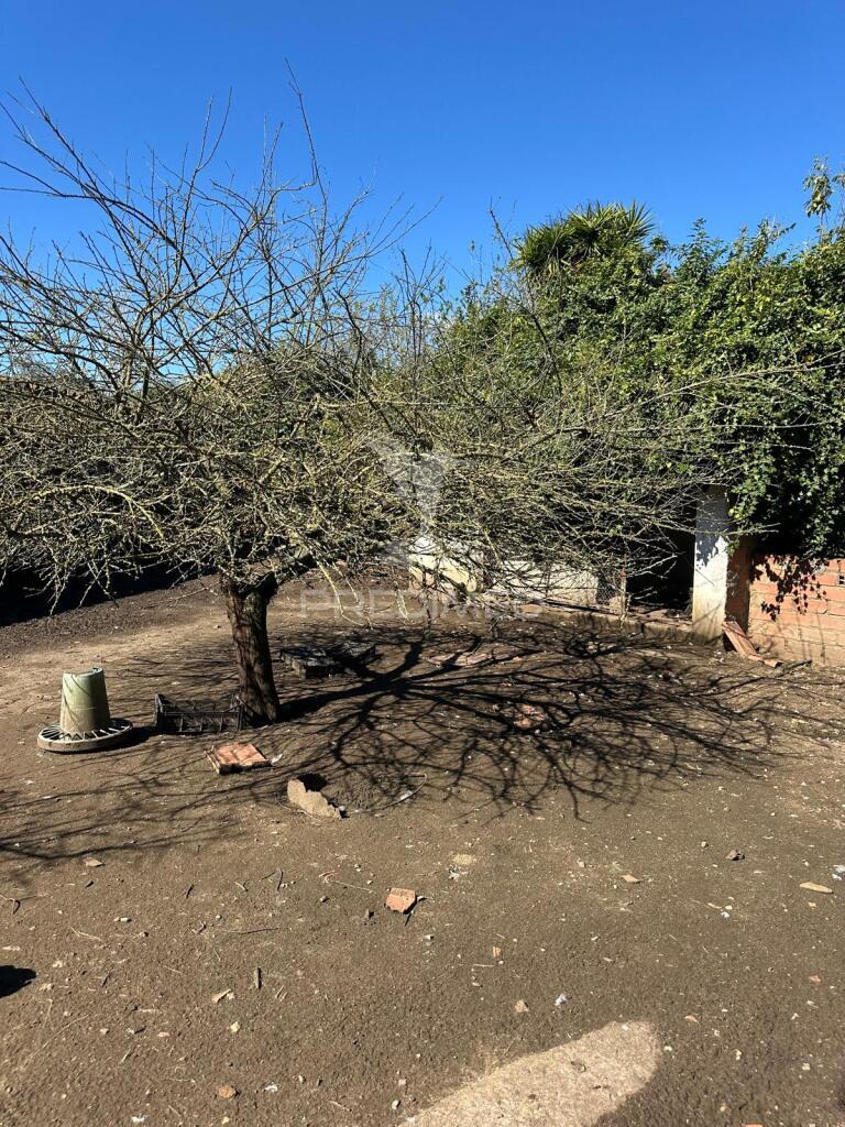 Terreno em arrouquelas, rio maior