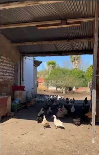 Terreno em arrouquelas, rio maior