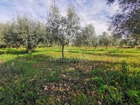 Lote de terreno urbano